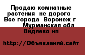 Продаю комнатные растения  не дорого - Все города, Воронеж г.  »    . Мурманская обл.,Видяево нп